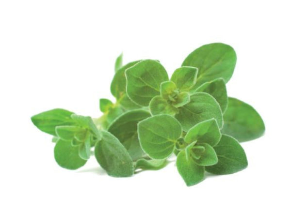 Oregano Olive Oil