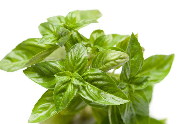 Basil Olive Oil