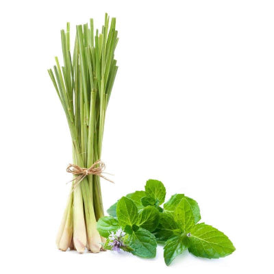 Lemongrass Mint White Balsamic Vinegar