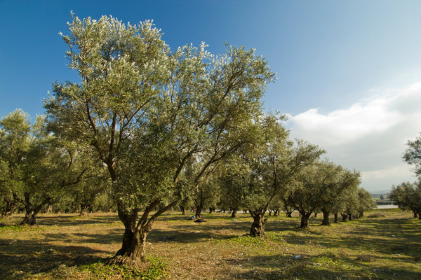 California Arbosano Extra Virgin Olive Oil (Organic)